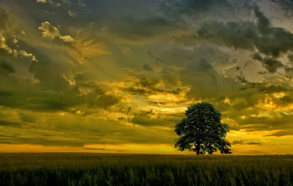 Field, the sky, sunset, clouds, tree
