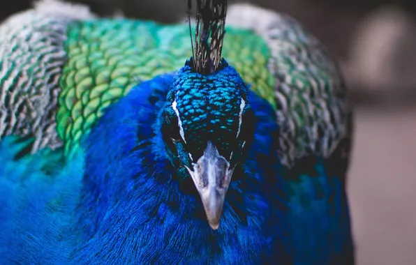 Look, bird, Common Peacock
