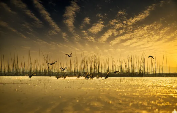 The sky, water, reflection, bird