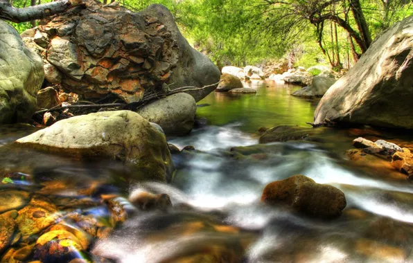 Forest, stream, stones