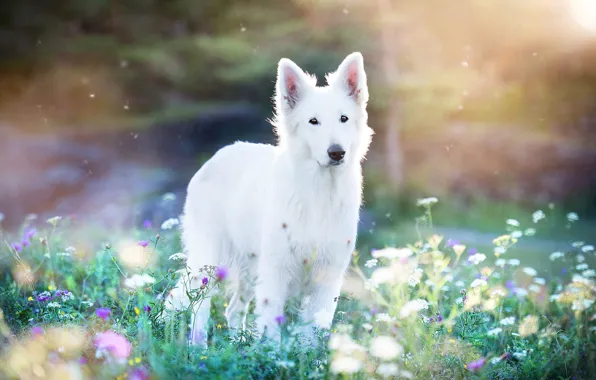Picture summer, rays, light, flowers, nature, dog, meadow, white