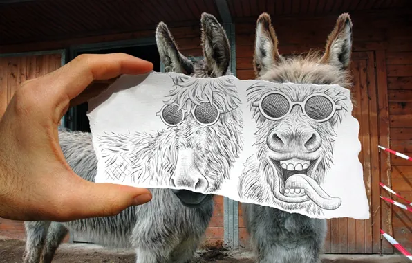 Picture pair, the combination, donkeys