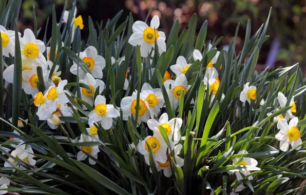 Leaves, light, flowers, spring, garden, white, flowerbed, daffodils