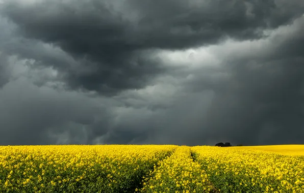 Field, the sky, flowers, clouds, spring, yellow, meadow, track