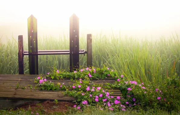 Grass, flowers, nature, fog