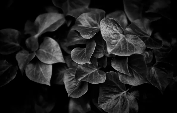 Picture leaves, background, b/W