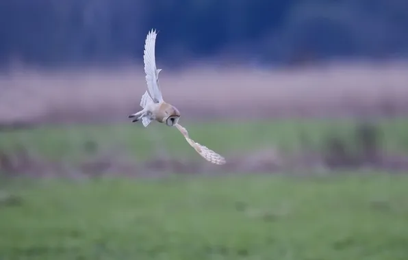 Owl, white, in flight, Pitz
