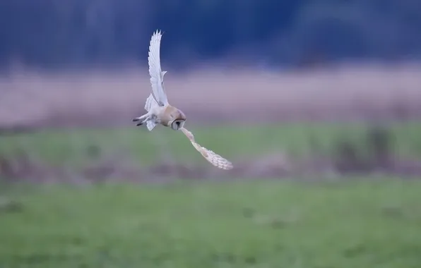 Picture owl, white, in flight, Pitz