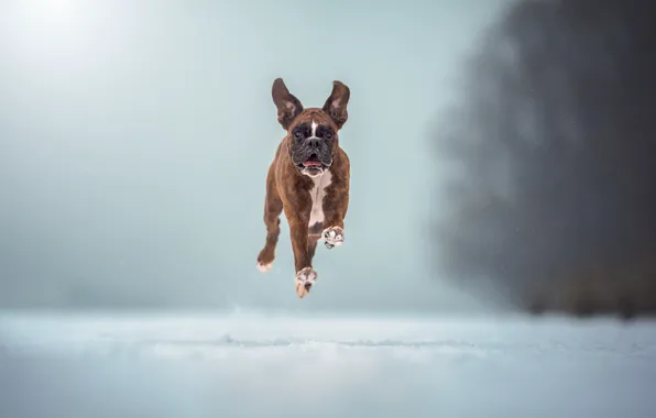 Winter, dog, running, flight, Boxer