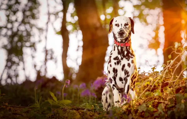 Picture puppy, wood, dog, dalmatian
