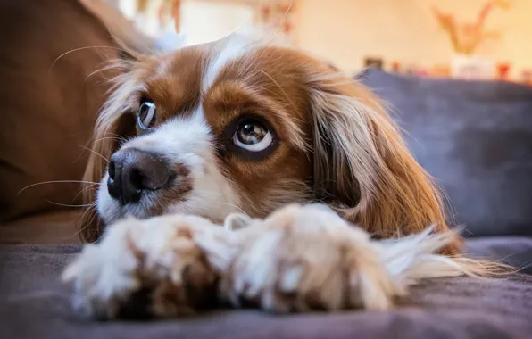 Picture puppy, eyes, dog, look, cavalier