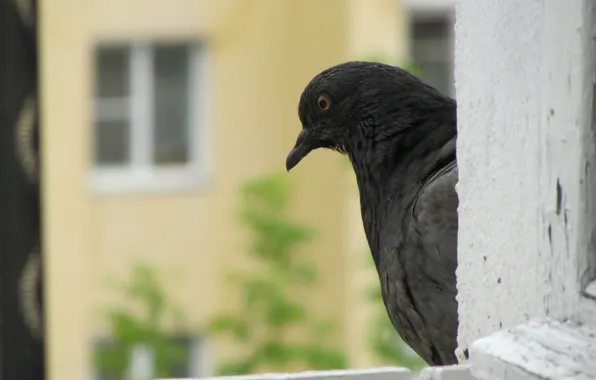 Picture summer, home, window, pigeons