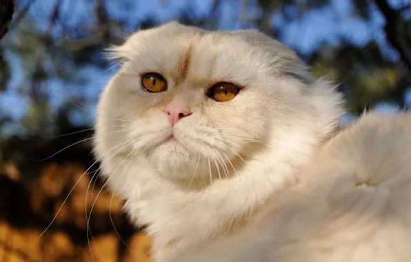 Cat, cat, look, face, light, background, portrait, fold