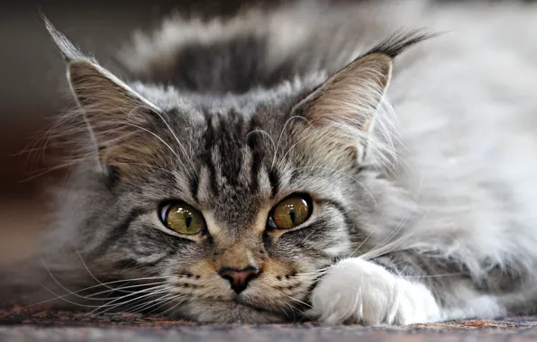 Cat, grey, ears, brush