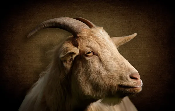 Wallpaper background, face, goat