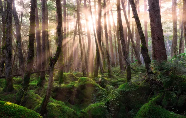 Picture greens, forest, summer, leaves, the sun, rays, light, trees