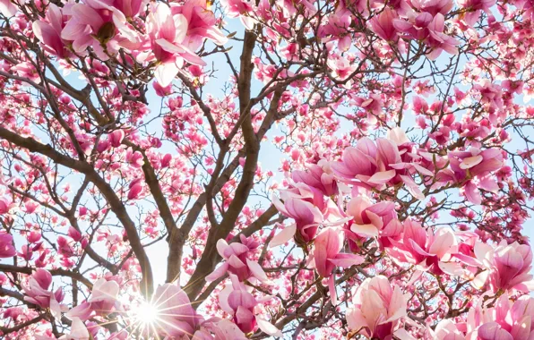 Flowers, tree, spring, Magnolia