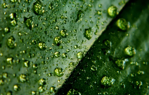 Macro, leaf, water drops, macro, water drops, 4224x2376, leaflet