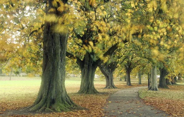 Picture autumn, trees, Park