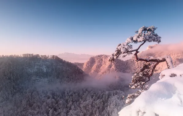 Picture winter, trees, landscape, mountains, nature, fog, rocks, beauty