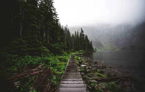 Forest, trees, fog, lake, Nature, morning