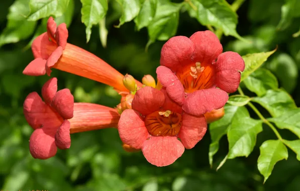 Picture summer, flowers, orange, pipe