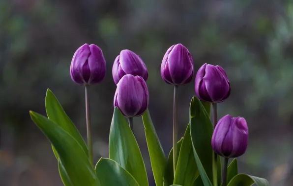 Picture purple, flowers, background, bouquet, spring, tulips, buds, lilac