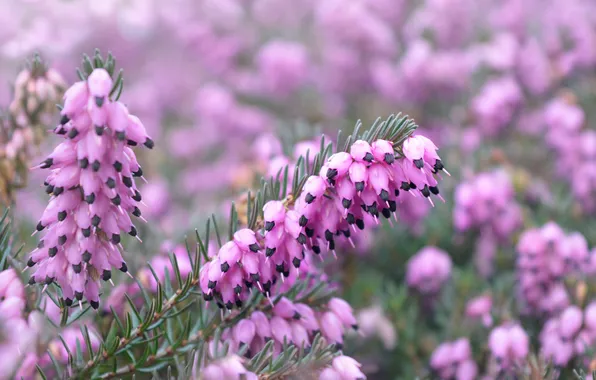 Macro, flowers, stems, glade, pink, bokeh, twigs, bushes