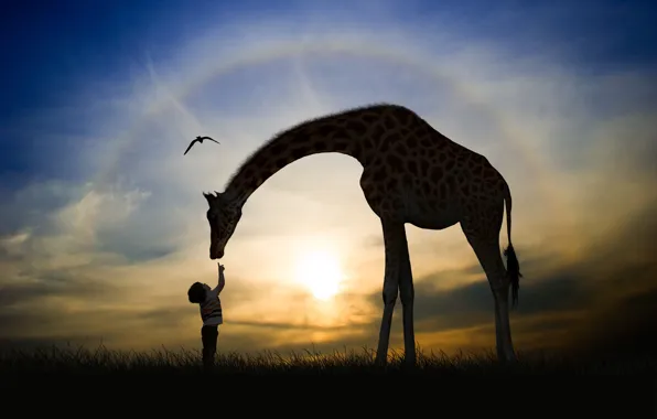 Picture sunset, boy, silhouette, giraffe, friends, child, photoart