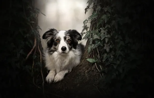 Picture look, tree, portrait, dog, ivy, The border collie