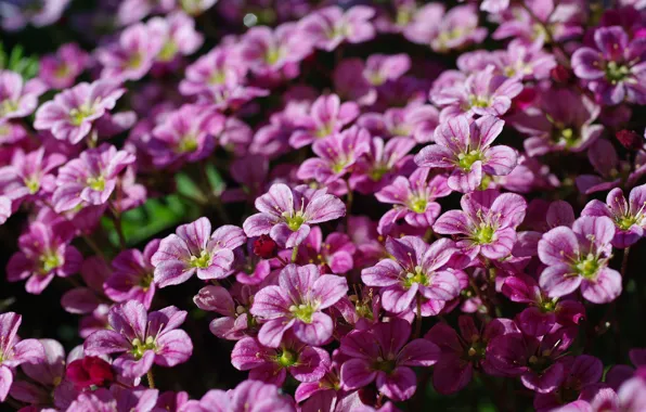 Flowers, nature, tenderness, beauty, plants, may, many, cottage