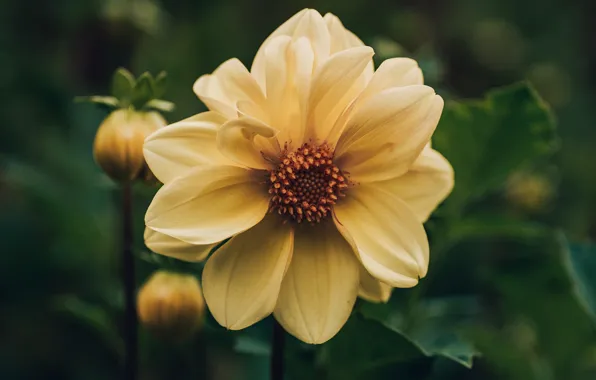 Flower, the dark background, Dahlia, yellow