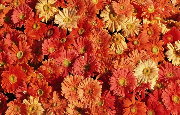Beauty, chrysanthemum, flower carpet