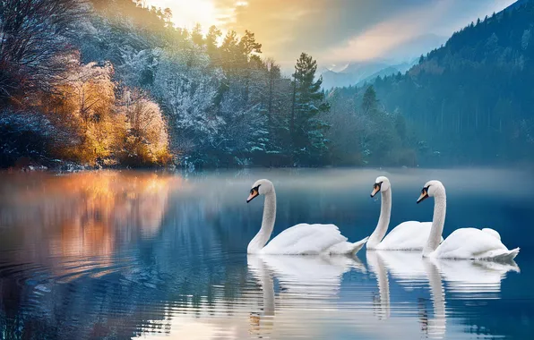 Autumn, forest, trees, mountains, birds, reflection, shore, white