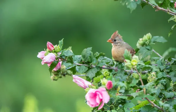 Picture branches, background, bird, chick, flowers, hibiscus, Cardinal