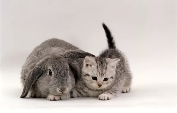 Picture grey, rabbit, kitty