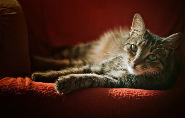 Picture cat, look, chair, grey, striped