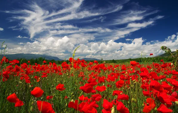 Greens, summer, the sky, clouds, flowers, blue, hills, bright