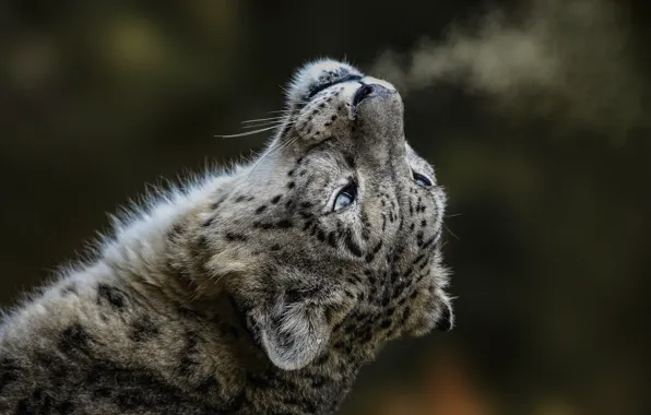 Face, pair, IRBIS, snow leopard, wild cat, snow leopard