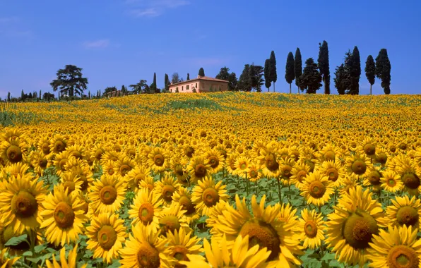 Field, the sky, trees, flowers, house, hills, sunflower, Italy
