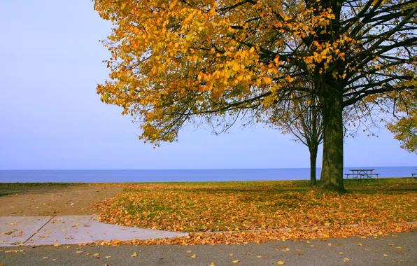 Sea, leaves, tree, Autumn, horizon, falling leaves, nature, yellow