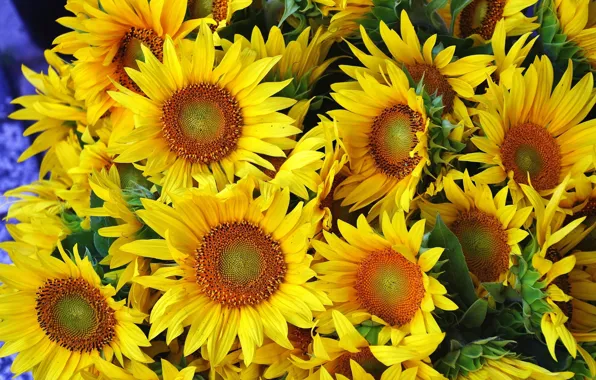 Picture petals, sunflowers, yellow