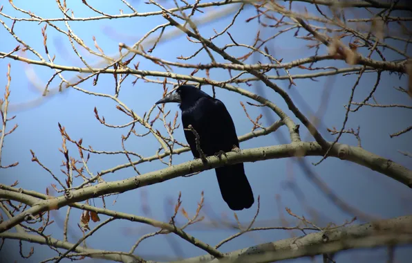 Bird, Raven, tree