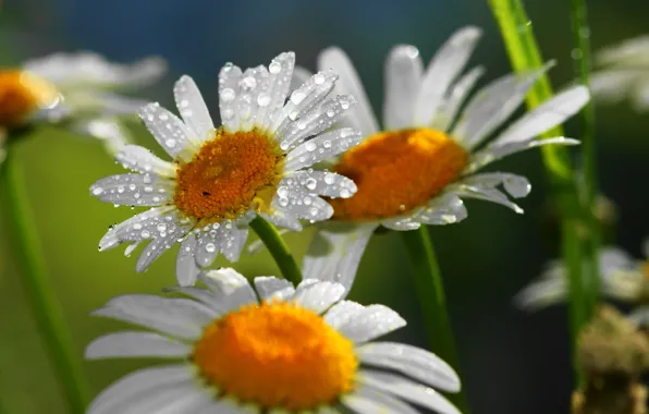 Drops, flowers, nature, chamomile