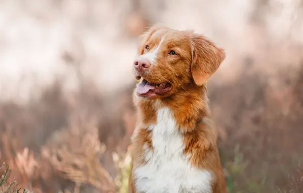 Language, look, nature, portrait, dog, bokeh, Retriever
