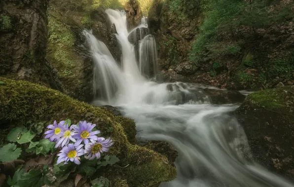 Forest, flowers, nature, stones, rocks, shore, for, foliage