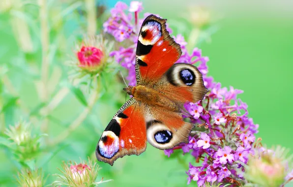 Flowers, butterfly, paint, wings, plants, color, brightness