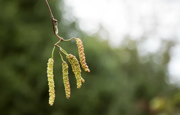 Glare, background, branch, spring, seeds, earrings