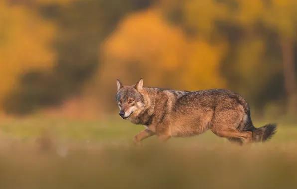 Nature, predator, animal, wolf, wildlife, portrait, iberian wolf, portrait.