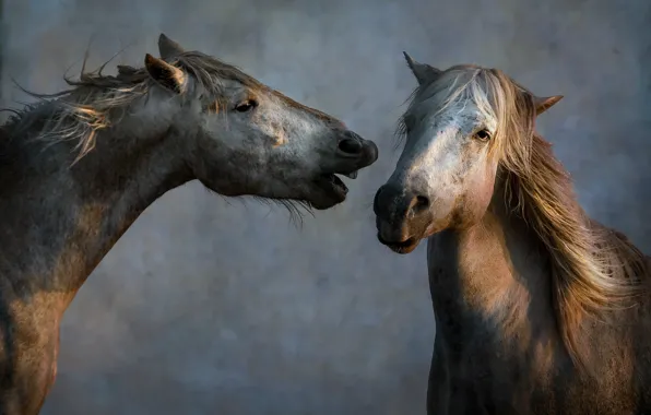 Picture nature, background, horses